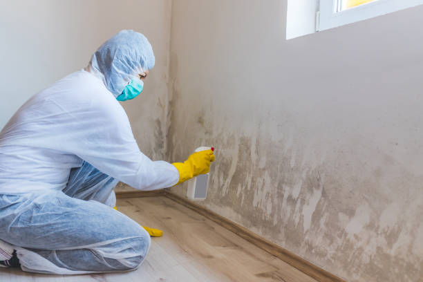 Licensed Black Mold Removal service in Bear Creek, NC - WQB Mold Removal
