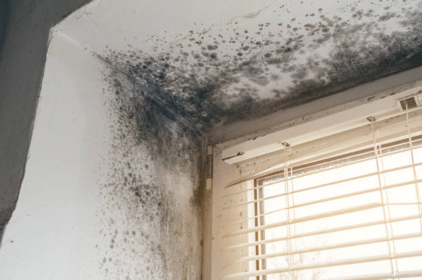 Affordable Black Mold Removal solutions in Bear Creek, NC